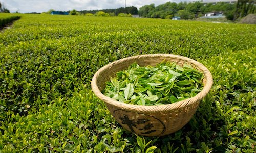 Guide for a perfect tea